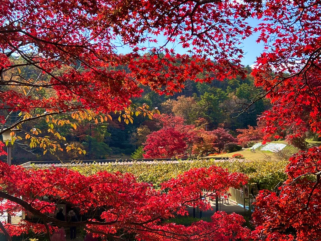 紅葉
