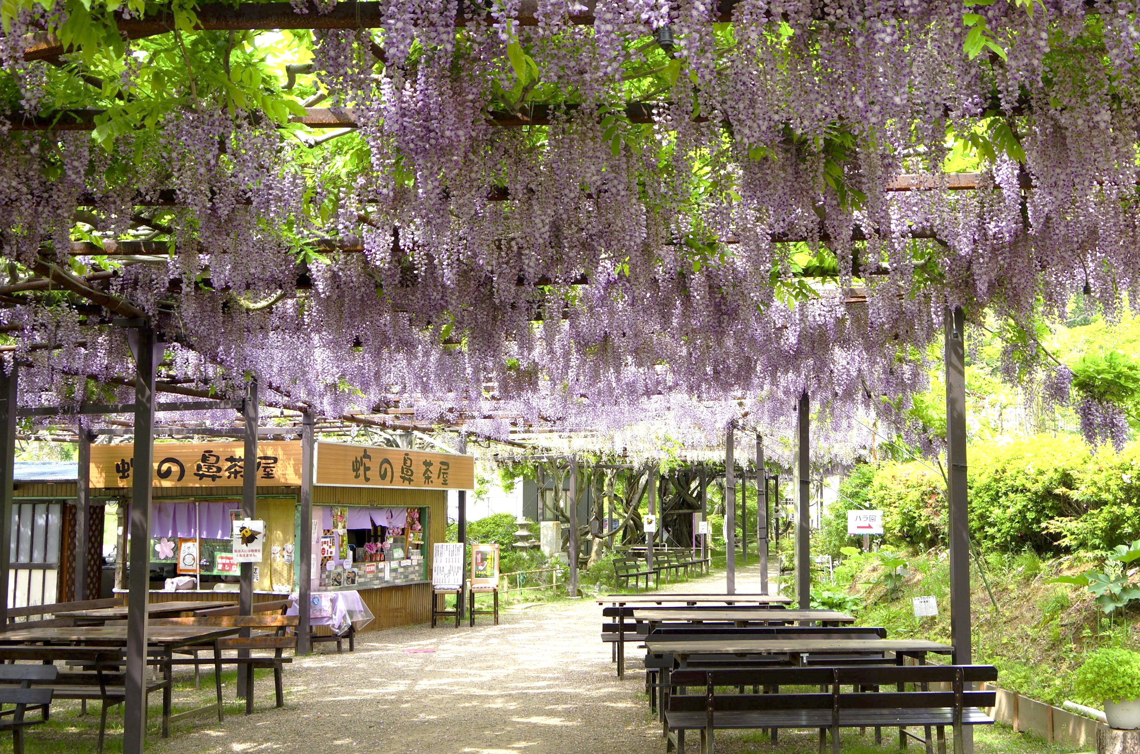 大フジ棚（本宮市指定天然記念物）