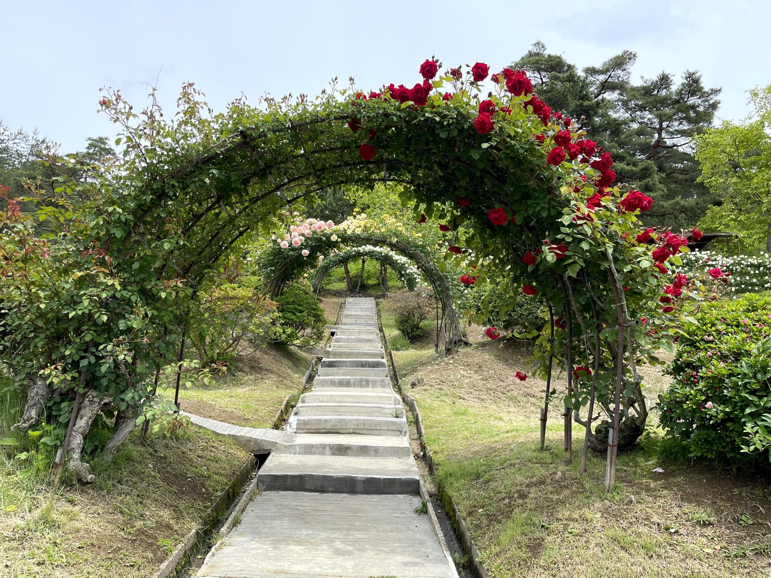 Roses