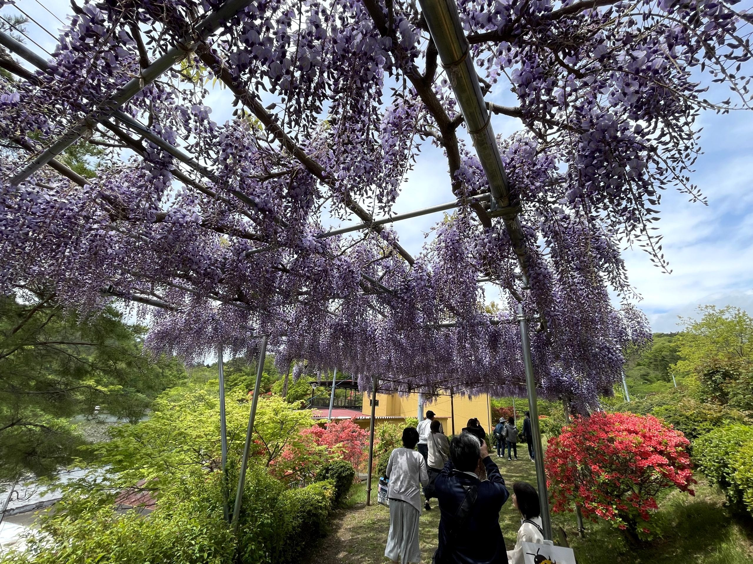 Japanese Wisteria