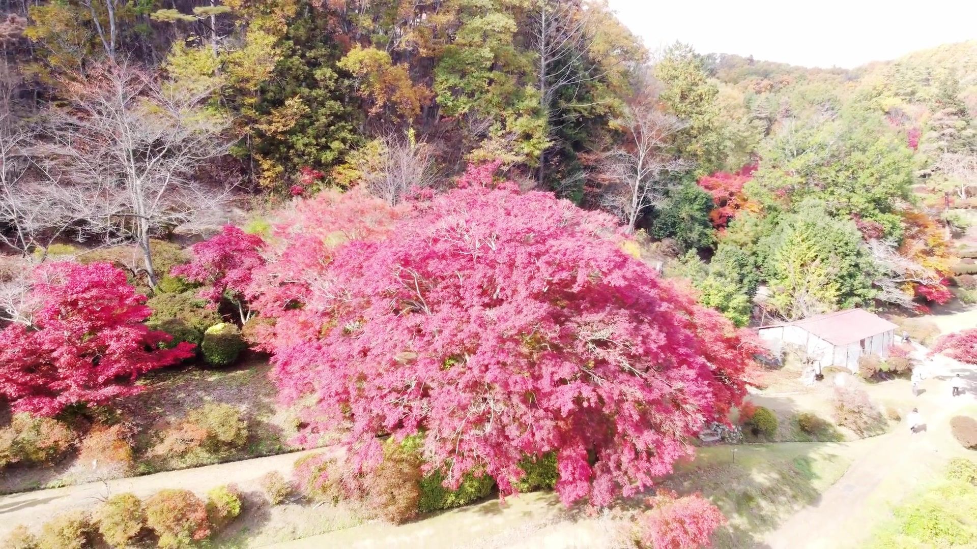 蛇の鼻の四季の花々