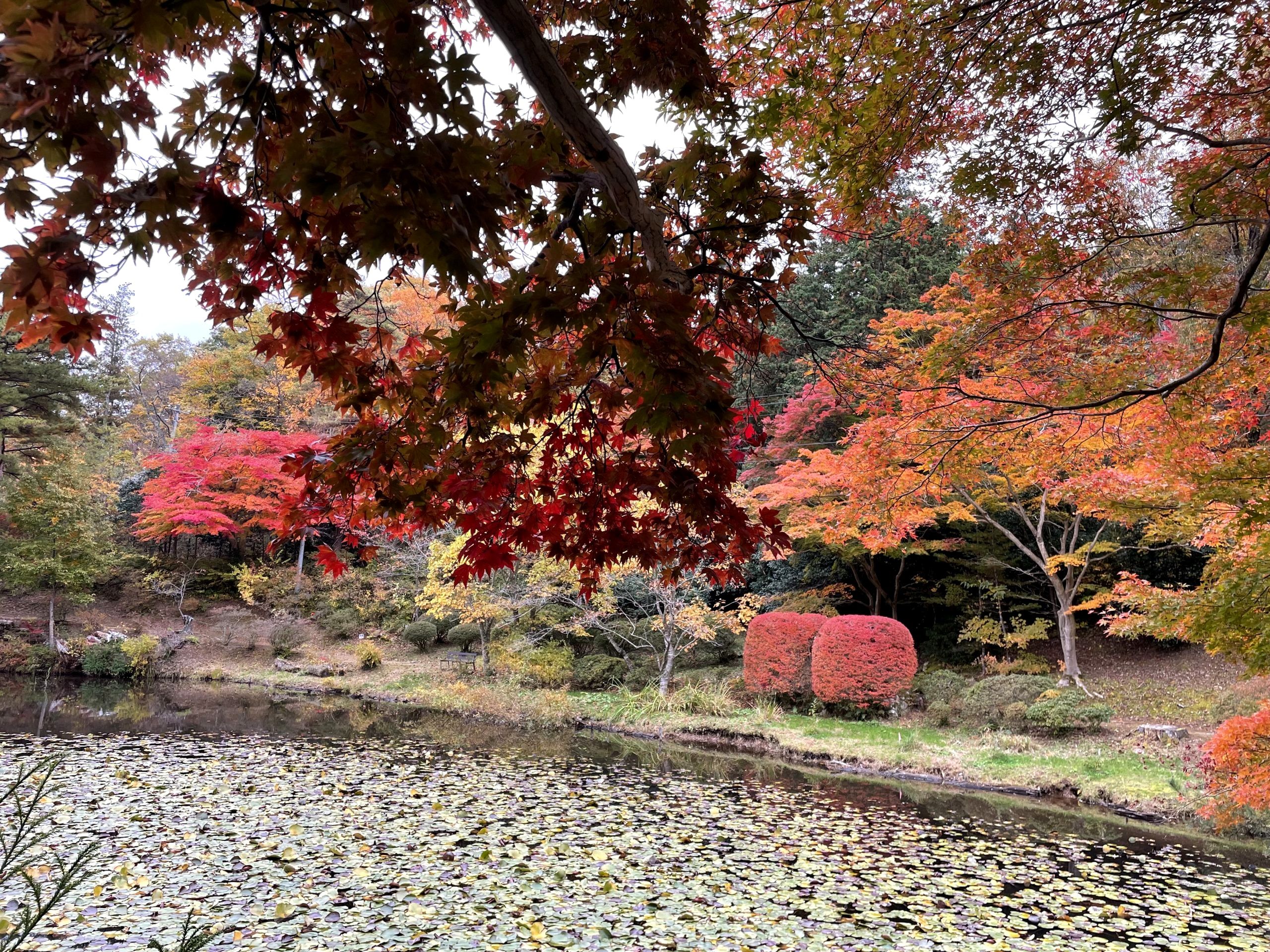 Colored Leaves of Fall
