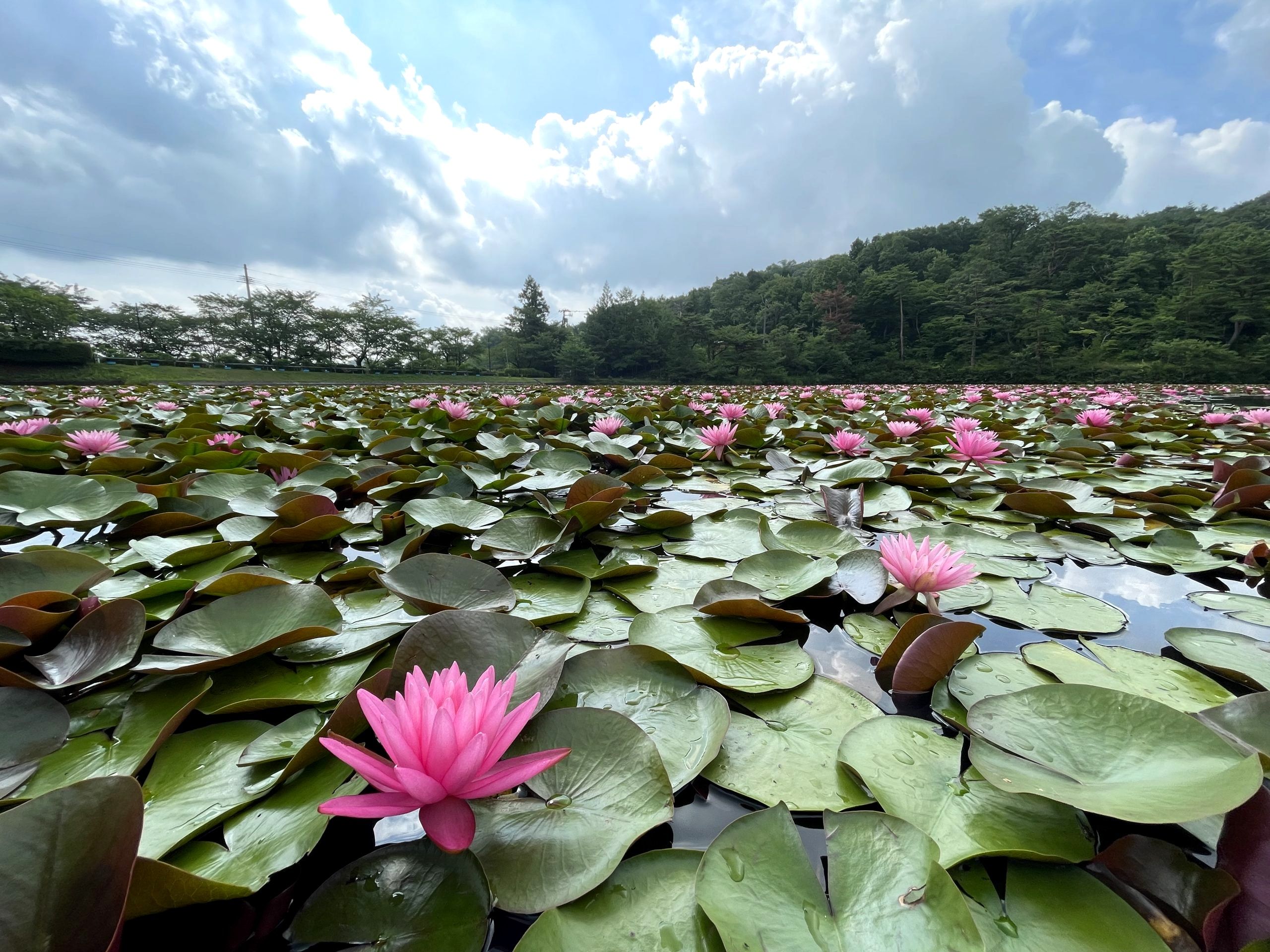 Water Lilies