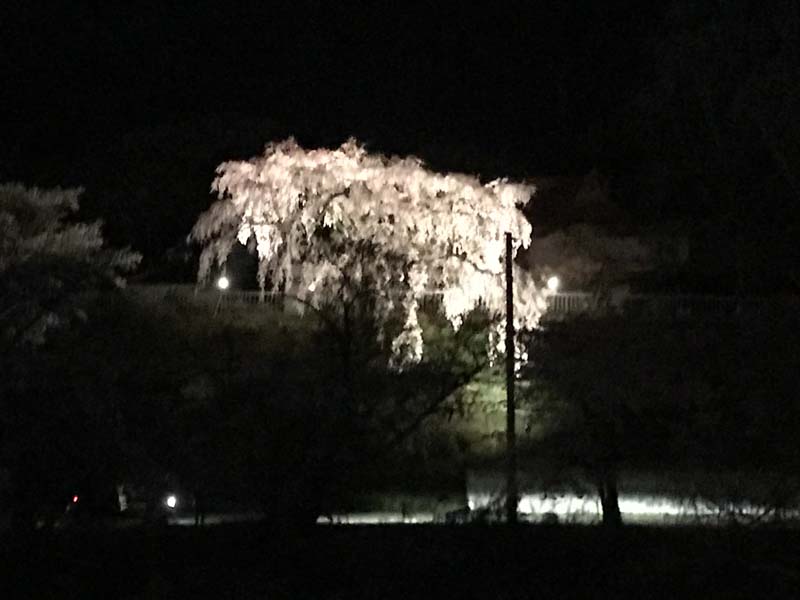 御殿桜のライトアップ 蛇の鼻
