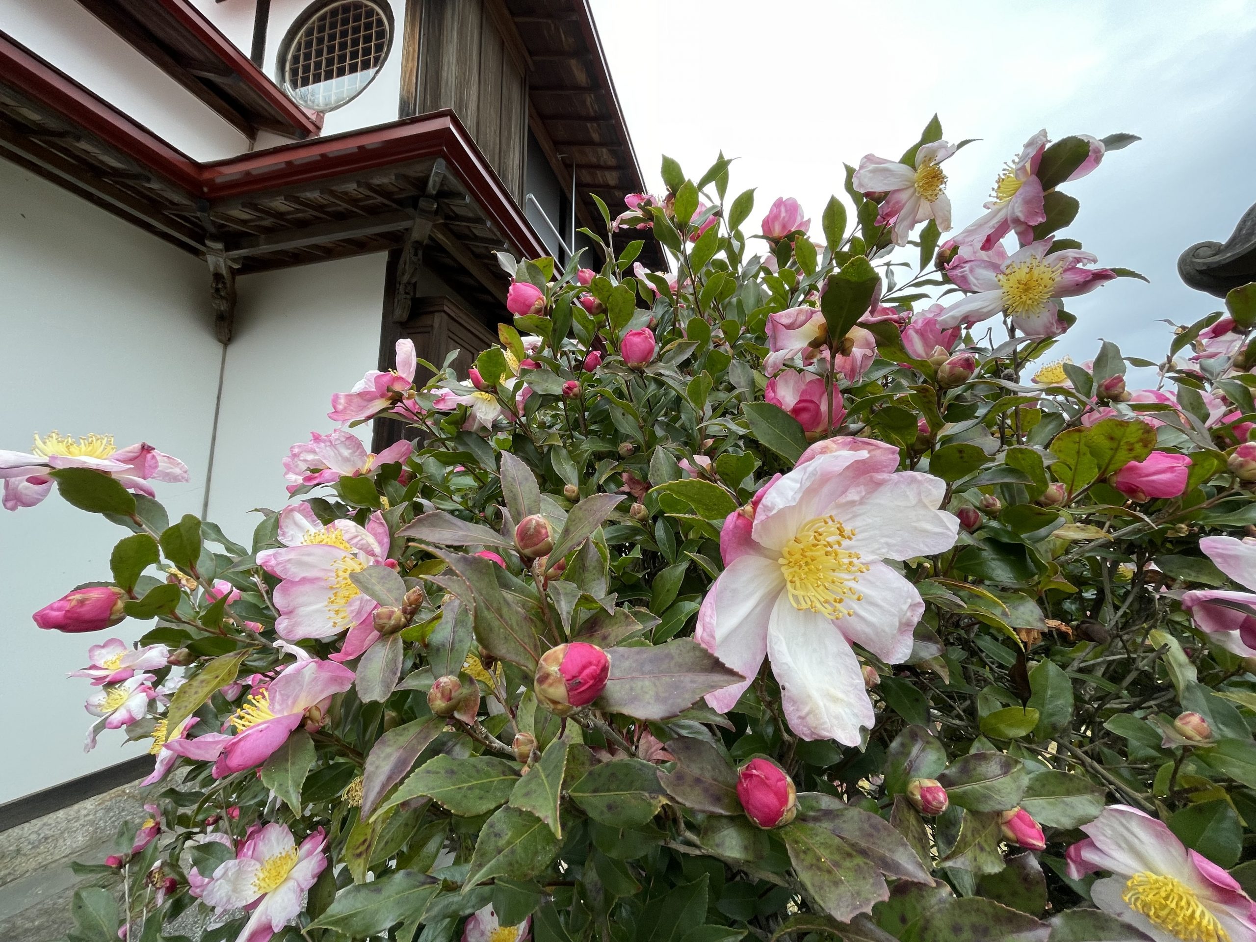 はなこページ News – しなこofficialHP